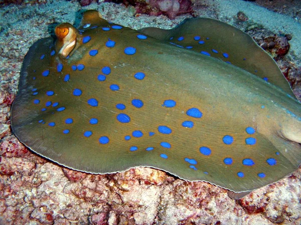 水中海洋生物水生世界 — ストック写真