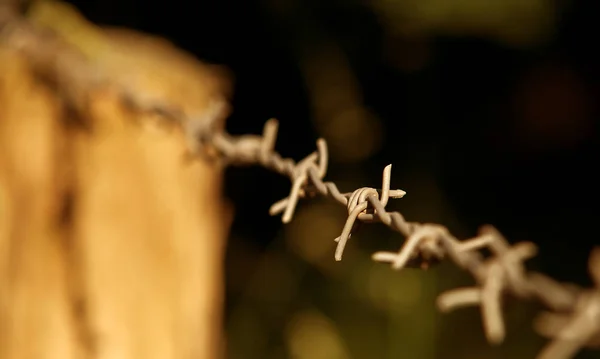 Wazig Filippijnen Een Close Van Een Plant Bloem — Stockfoto