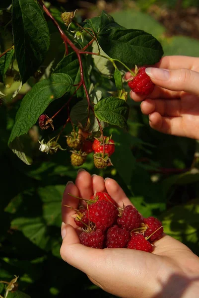 Hand Holding Fresh Raspberries Garden — Stock Photo, Image