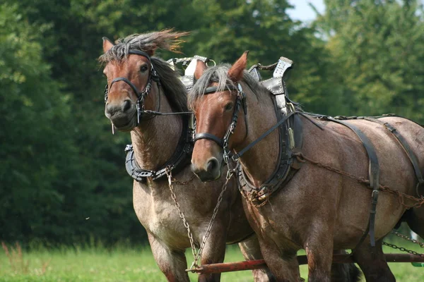 Lindo Caballo Naturaleza Salvaje — Foto de Stock