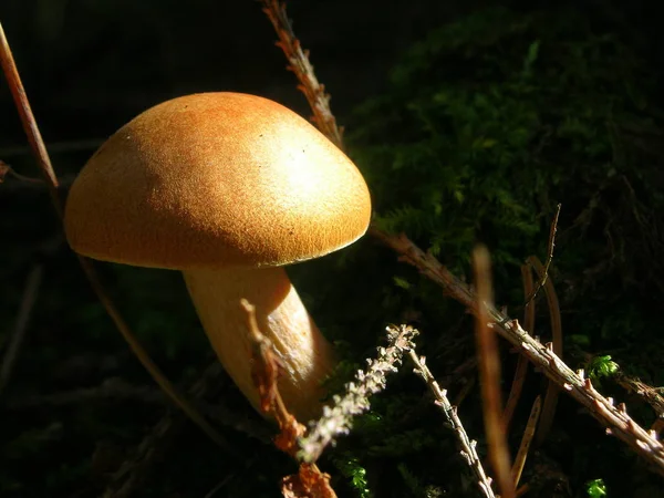 野生森林植物区系景观 — 图库照片