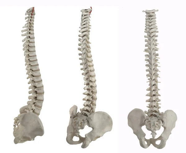 Darstellung Des Menschlichen Skeletts — Stockfoto