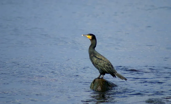 Der Viel Geschmähte Kormoran Die Größten Europäischen Wasservögel — Stockfoto