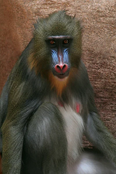 Close Monkey — Stock Photo, Image