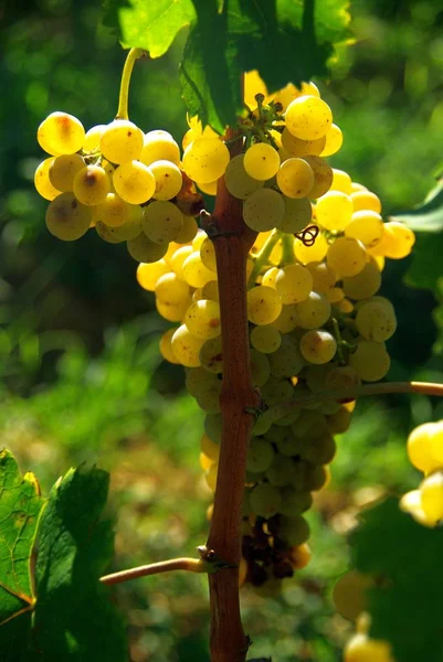 Uvas Que Crecen Viñedo —  Fotos de Stock