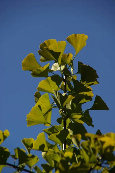 銀杏の木の葉 — ストック写真