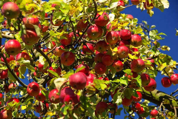 Ώριμα Κόκκινα Μήλα Στο Δέντρο — Φωτογραφία Αρχείου
