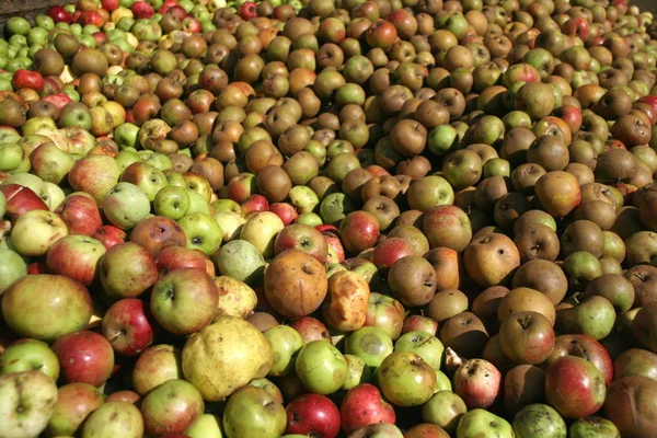 Comida Vegetariana Enfoque Selectivo — Foto de Stock