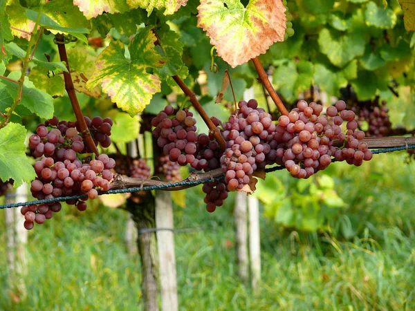 Trauben Die Auf Ästen Wachsen — Stockfoto