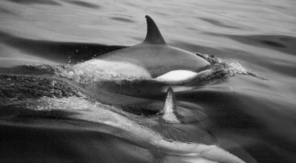 Delfino Pesci Acquatici Animale — Foto Stock