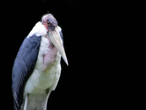美しいマラブー鳥の風景 — ストック写真