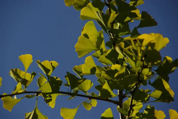 Folhagem Folhas Ginkgo — Fotografia de Stock