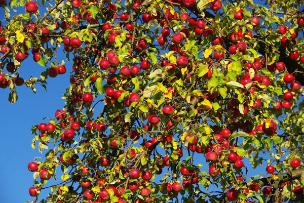 Fruta Granada Fruta Verano — Foto de Stock