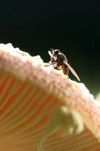 Primer Plano Error Naturaleza Salvaje — Foto de Stock