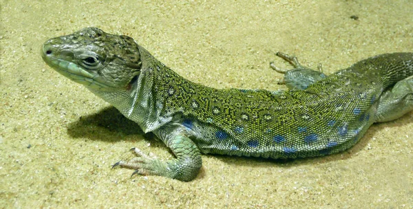 Ödledjur Leguanreptil — Stockfoto