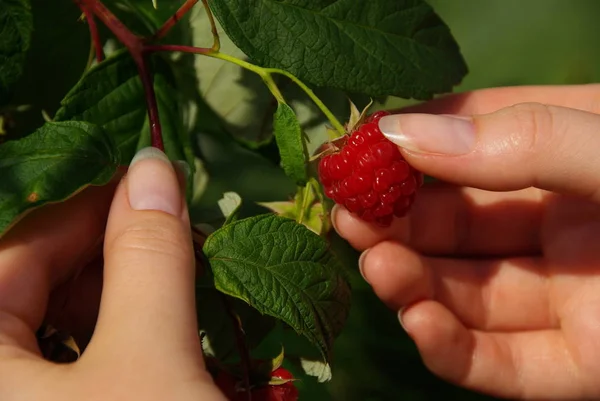 Hand Holding Fresh Ripe Berries Strawberries Garden — Stock Photo, Image
