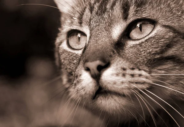 一只可爱的猫的肖像 — 图库照片