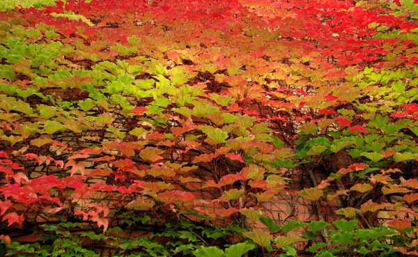 Autumn Leaves Fall Season Flora Foliage — Stock Photo, Image