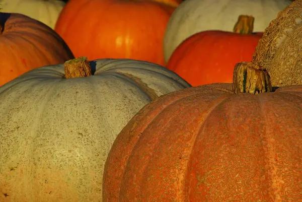 Oogsttijd Herfstachtergrond — Stockfoto