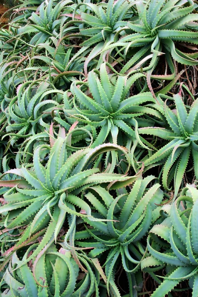 Rośliny Tropikalne Aloes Vera — Zdjęcie stockowe
