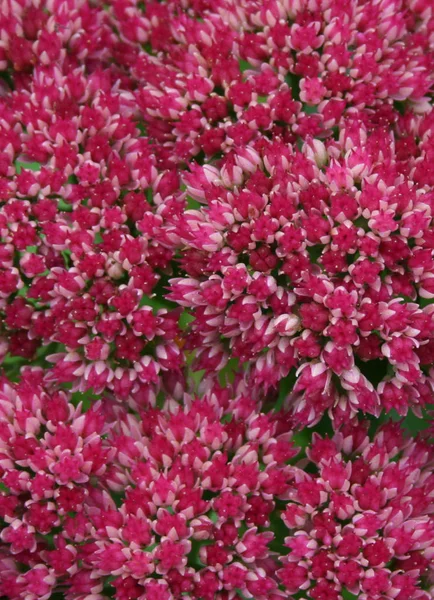 Vackra Blommor Blommigt Koncept Bakgrund — Stockfoto