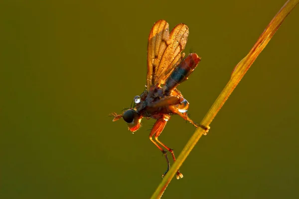 Hupen Fliegen Beim Putzen — Stockfoto