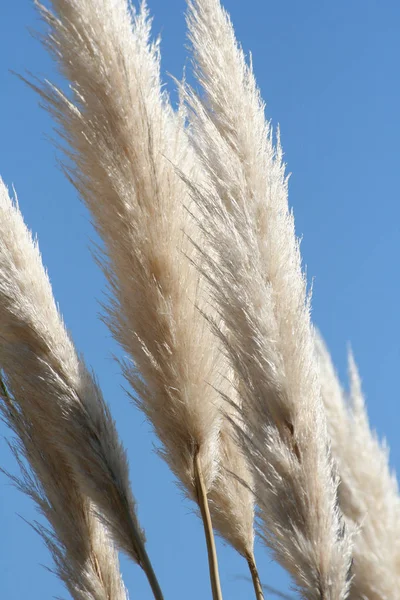 Close Feed Wheat — стоковое фото