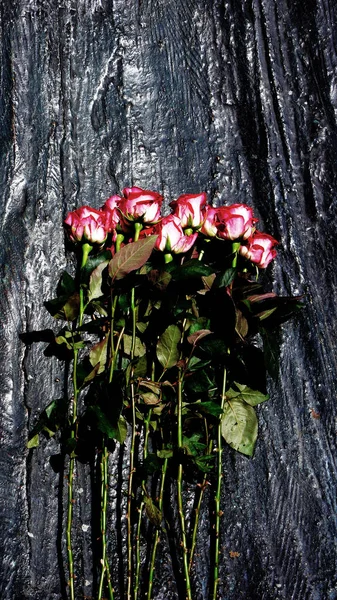 Όμορφα Τριαντάφυλλα Στη Μαύρη Πέτρα — Φωτογραφία Αρχείου
