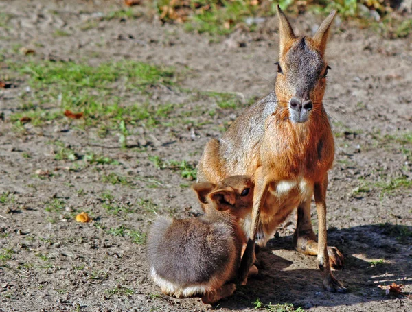 若い動物の選択的焦点は — ストック写真