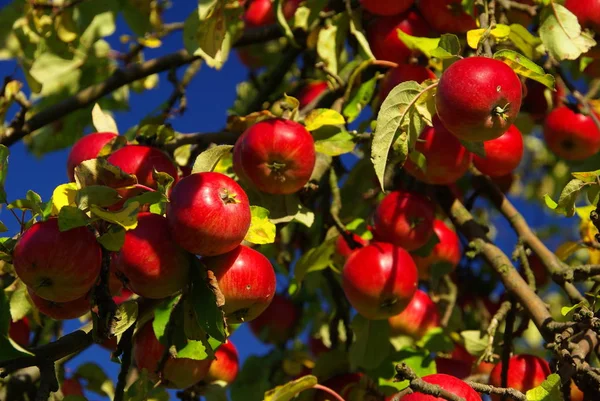 Apple Tree Nature Plants — стокове фото