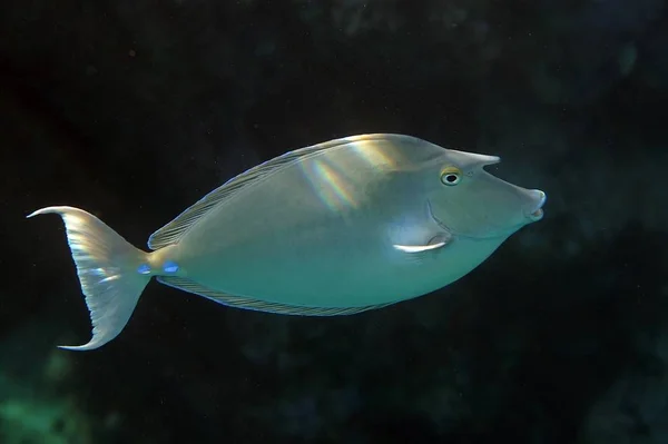 Também Chamado Surgeonfish Narizes Curtos — Fotografia de Stock