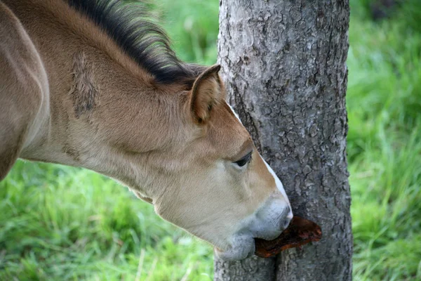 Unga Djur Selektivt Fokus — Stockfoto