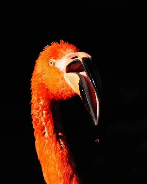 Vista Panorámica Hermoso Pájaro Naturaleza — Foto de Stock