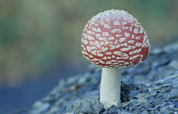 Red Toadstool Belongs Group Poisonous Fungi — Stock Photo, Image