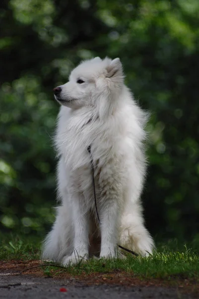 Außenaufnahmen Von Niedlichen Hunden — Stockfoto