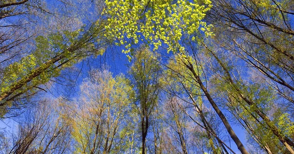 Floresta Outono Com Céu Azul — Fotografia de Stock