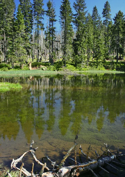 野生の森の植物の風景 — ストック写真