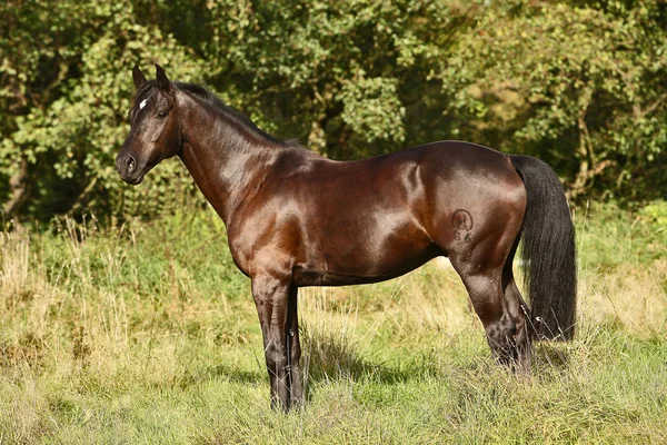 昼間は屋外の馬 — ストック写真