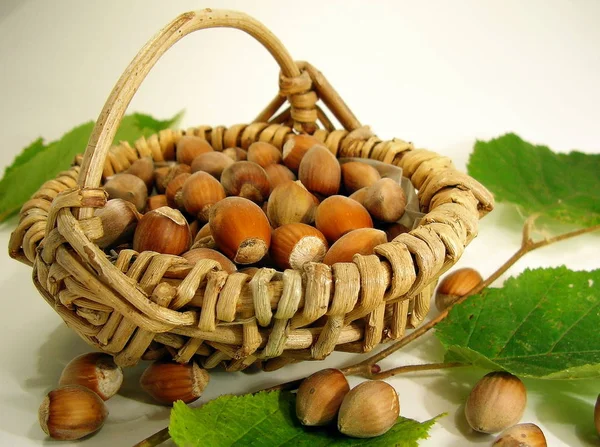 Nut Harvest Basket — Stock Photo, Image