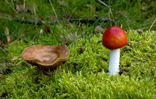 Mushrooms Growth Nature Botany Flora — Stock Photo, Image