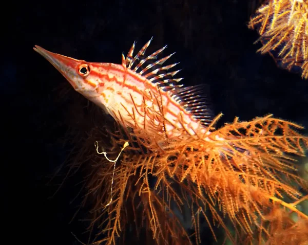 12Cm Long Fish Sitting Lofty Branches Horn Black Corals Lurking — Stock Photo, Image