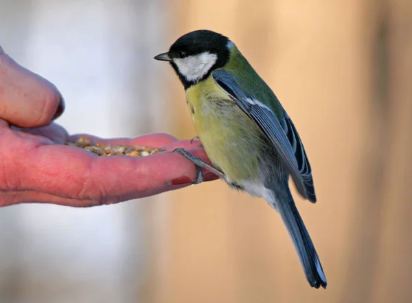 Мальовничий Вид Красиву Пташку Синиці — стокове фото