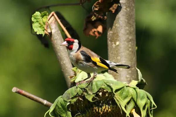 Malerischer Blick Auf Schöne Süße Finkenvogel — Stockfoto