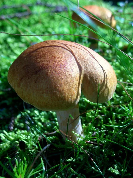 Vue Panoramique Flore Forêt Sauvage — Photo