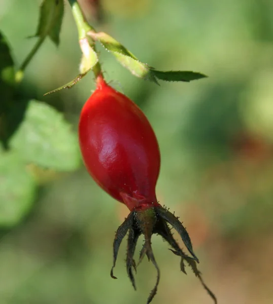 Róża Biodra Czerwone Jagody — Zdjęcie stockowe