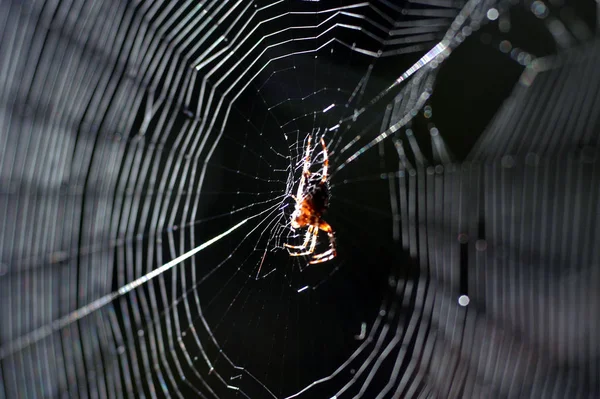 Αράχνη Στο Διαδίκτυο — Φωτογραφία Αρχείου