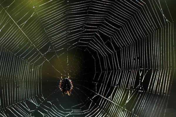 Spinneninsekt Raubtier — Stockfoto