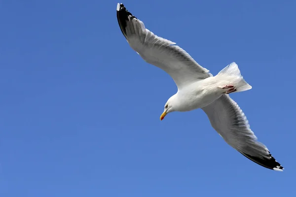 Vue Panoramique Magnifique Oiseau Mouette Mignon — Photo