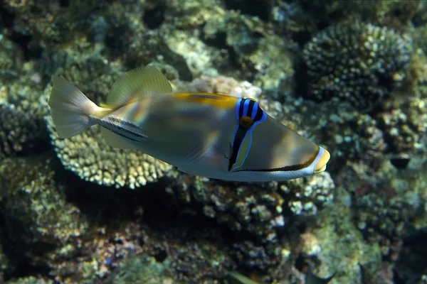 Les Poissons Sont Des Solitaires Territoriaux Préfèrent Les Zones Très — Photo