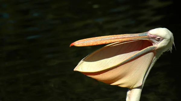 Oiseau Pélican Long Bec — Photo